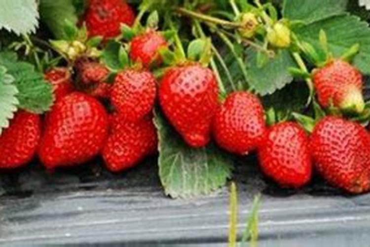 草莓保花保果技术，草莓怎么样能高产结果？