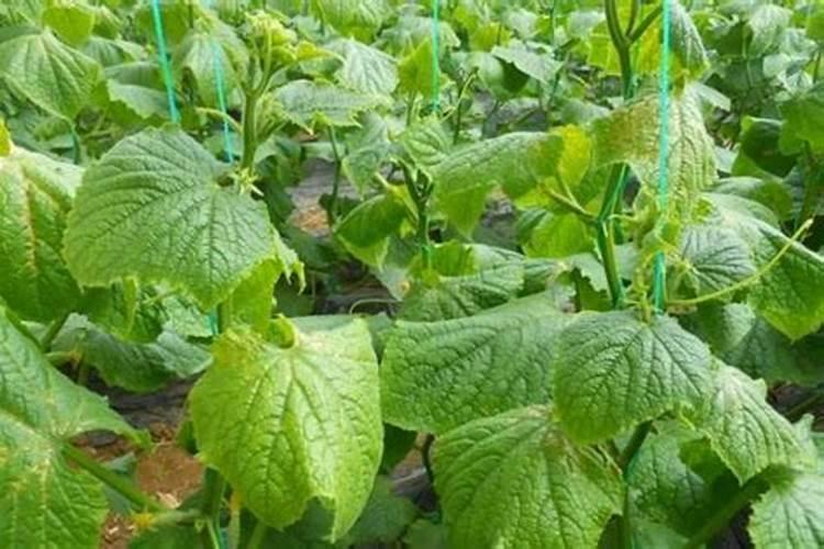 蔬菜药害补救：让绿色回归健康