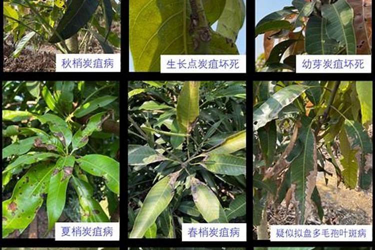 芒果病虫害防治：守护甘甜果实的关键策略