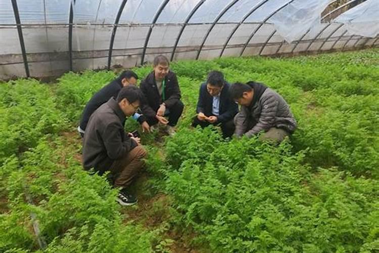山楂树的宜居乐土：优化栽培环境与细致管理秘籍