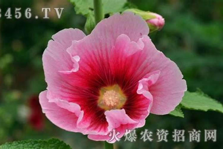 蜀葵病虫害防治：农药来解决