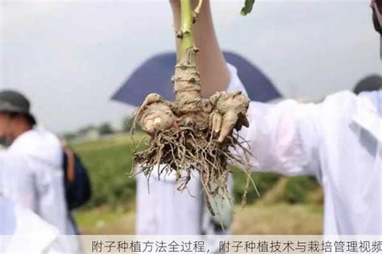 怎么种植<a href=