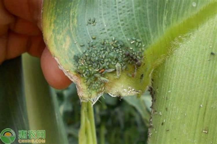 玉米蚜虫怎样防治？玉米蚜虫的防治方法