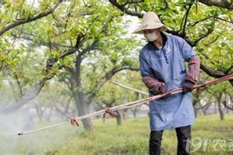 阴雨雾霾天：如何管理好大棚果树？