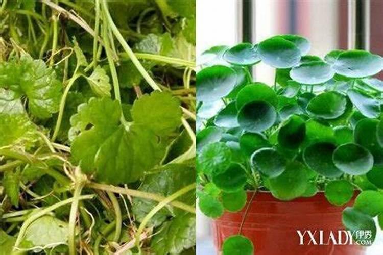 金钱草和铜钱草的区别是什么？