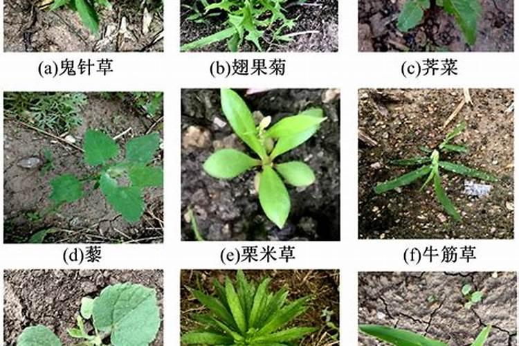 田间杂草的危害