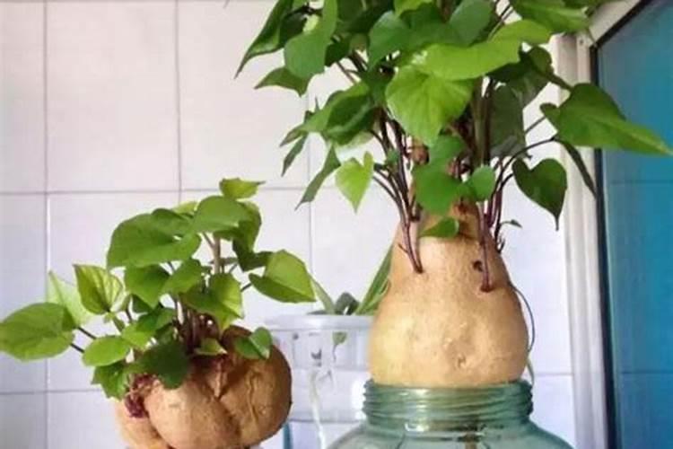 水泡红薯盆栽种植方法？