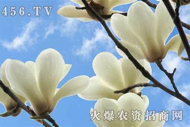 守护花朵健康：防治白玉兰炭疽病的有效策略