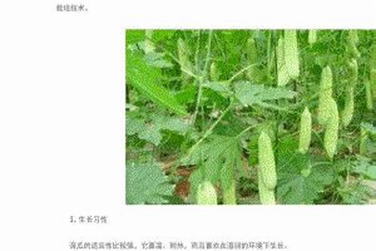 绿色种植秘籍：有机苦瓜露地栽培技术全解析