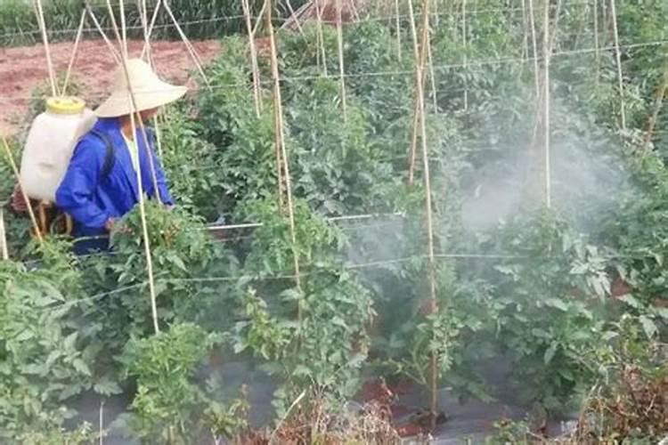 氢氧化铜可防治哪些病害？