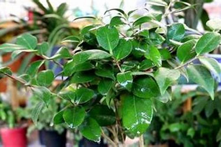 绽放魅力：红山茶的浇水、养护与施肥秘籍