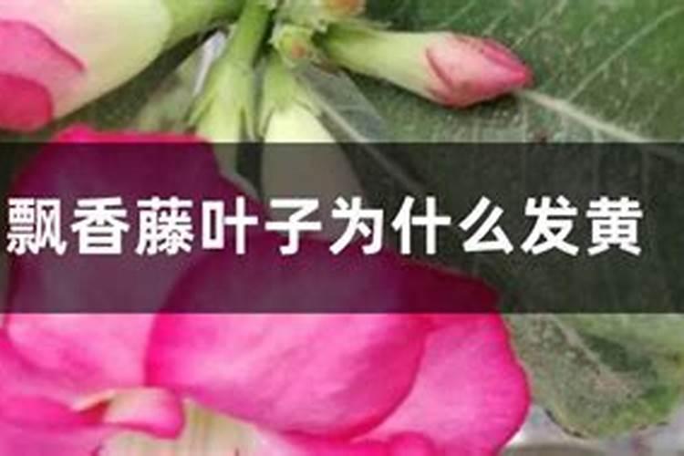 飘香藤叶子发黄是什么原因？