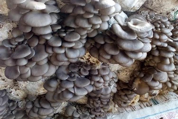 平菇畸形病的处理方法？