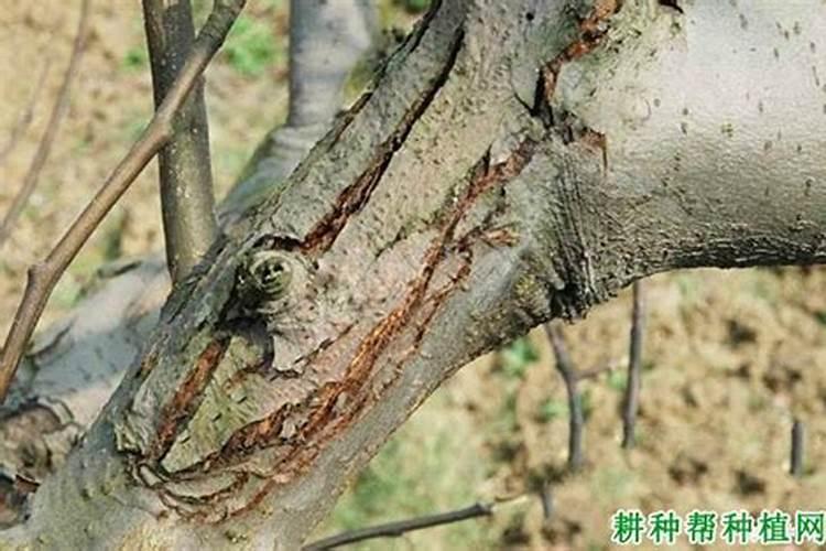 柳树木腐烂病怎么治