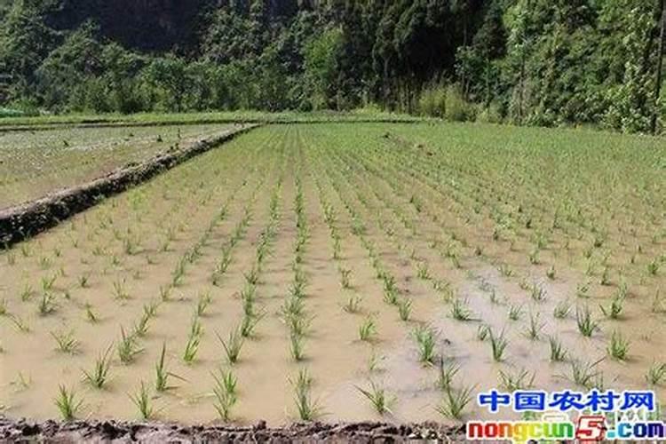 水稻插秧前施用底肥的原则插秧后怎么施肥