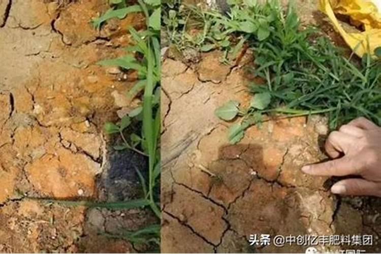怎样改良贫瘠的土壤,让肥沃起来
