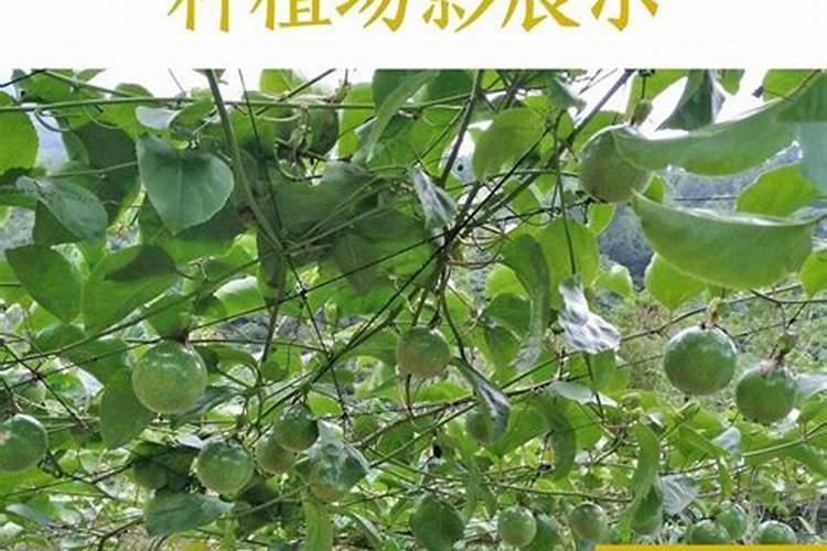 一般情况下，百香果的亩产量是多少？