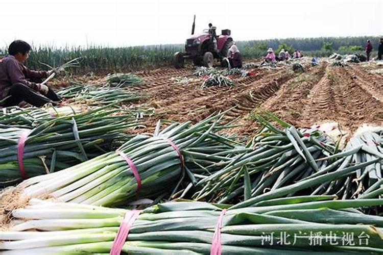 葱郁丰收：大葱高产栽培的五大关键策略