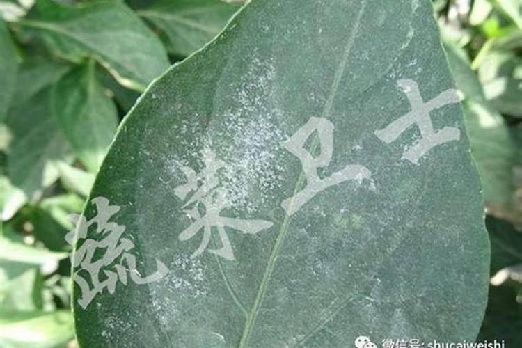 辣椒是白粉还是霜霉病