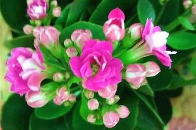 长寿花花苞打不开到底是什么原因？