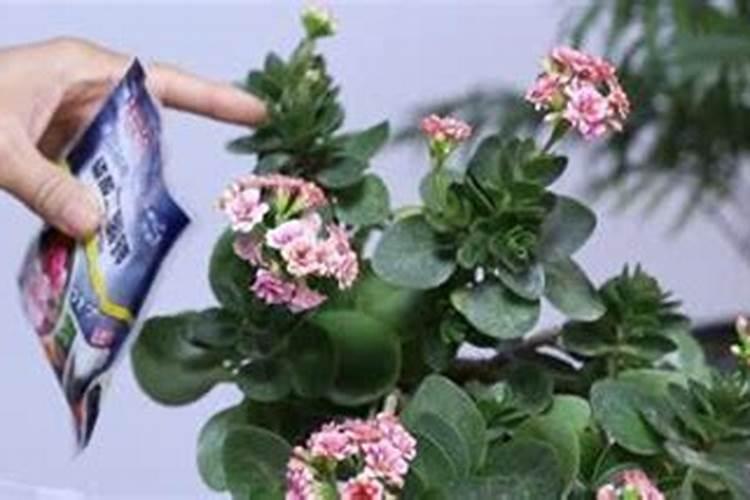 长寿花花苞不开怎么办