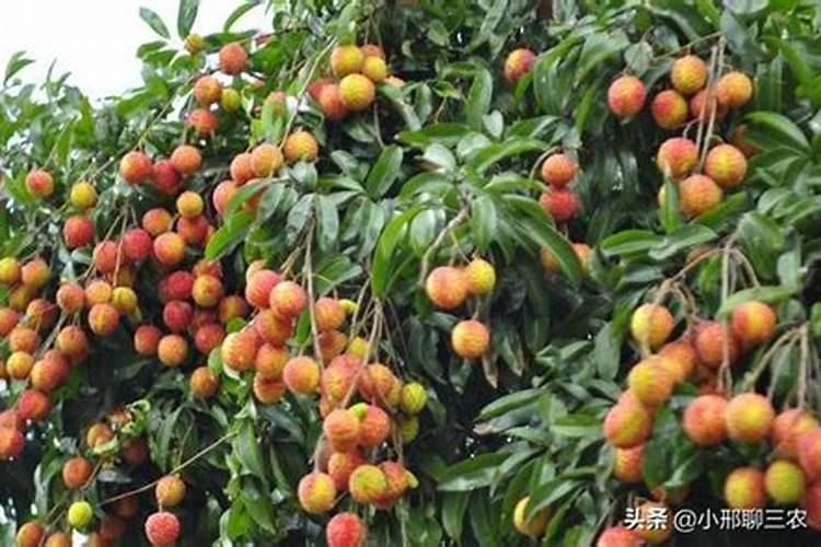 荔枝落花落果的原因是什么？