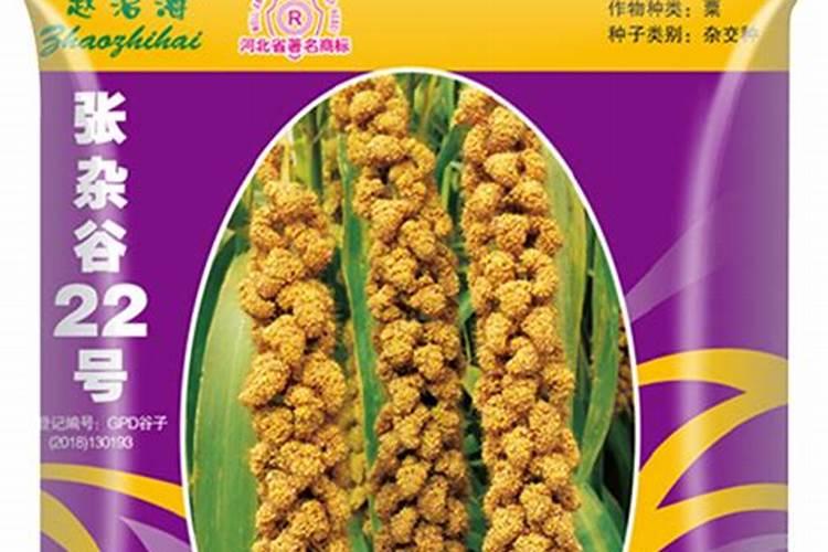 张杂谷几号最好
