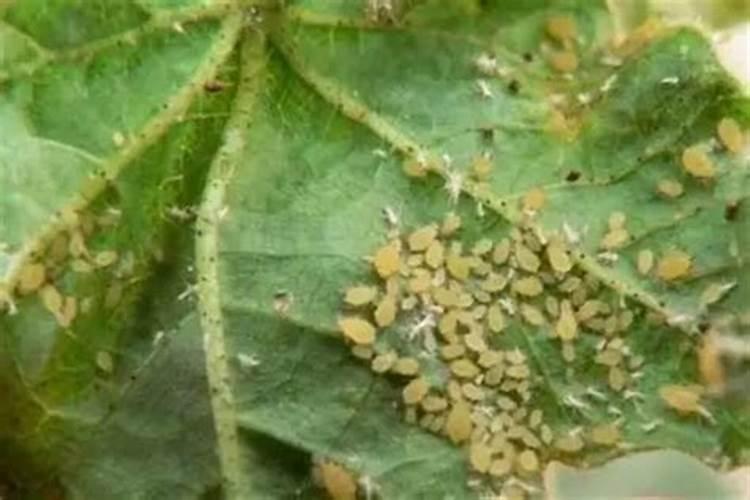 八月棉花病虫害防治攻略：确保丰收的关键步骤