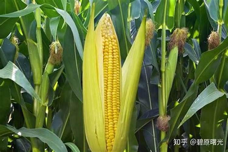 玉米选种指南：关键因素与综合考量