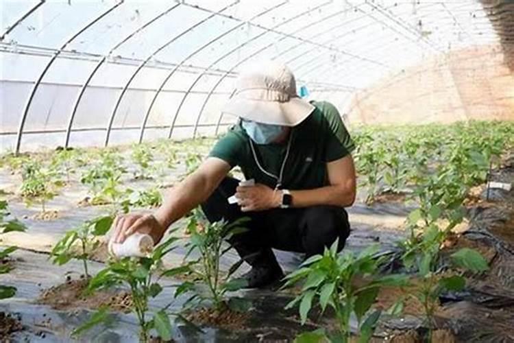 守护绿色防线：有效预防农药过期的策略