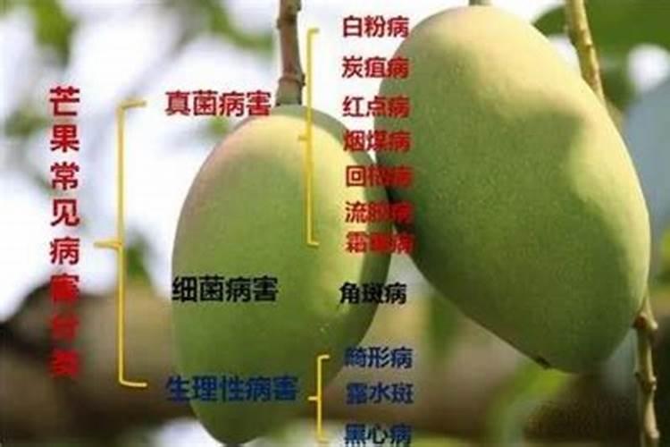 守护果园：科学防治岱蝽的全面指南
