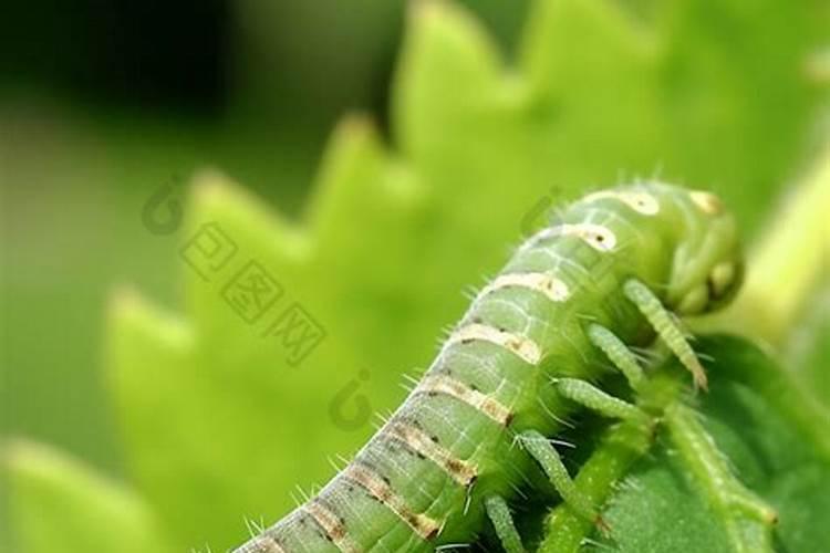大豆春天易生虫，如何防治大豆生虫？