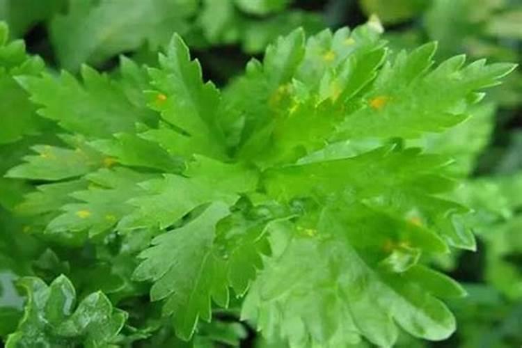 绿色守卫：策略与实践并重的芹菜锈病防治指南