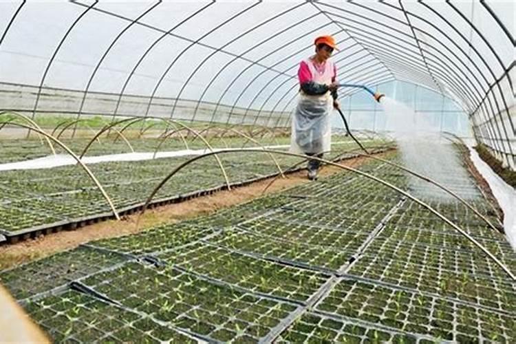 大棚蔬菜为什么容易缺钙？怎么给大棚蔬菜补钙？
