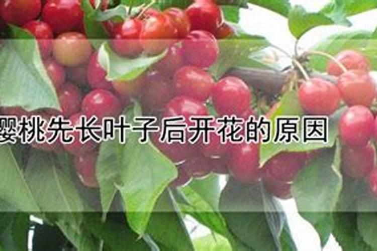 樱桃先长叶子后开花的原因