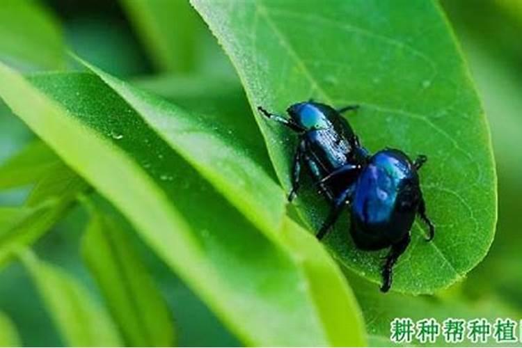 山楂棉花弧丽金龟有哪些典型危害症状？