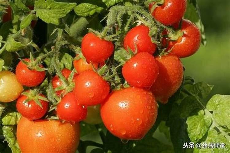 日光温室番茄冬春茬栽培技术方法？