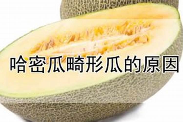 哈密瓜畸形瓜的原因