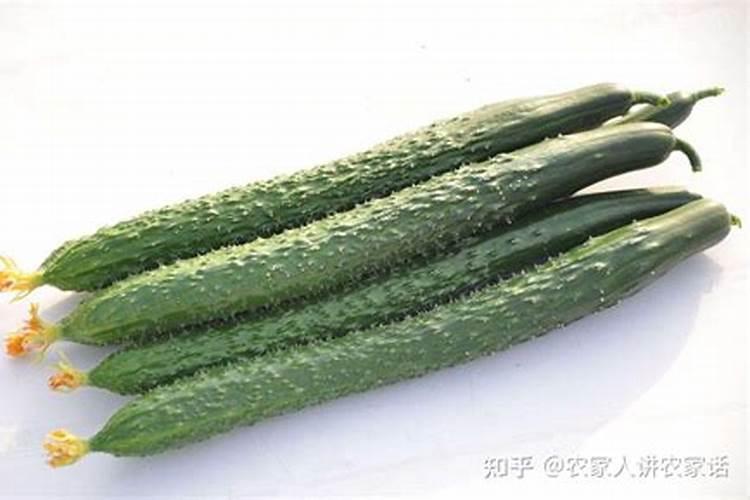 黄瓜的季节盛宴与药害解决之道