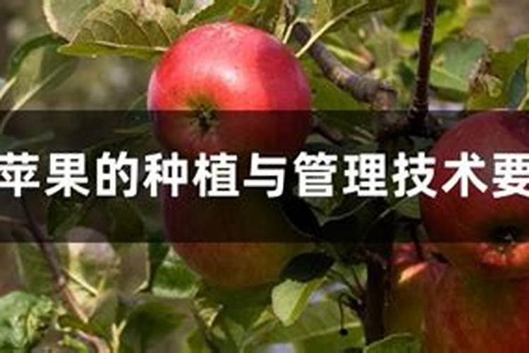 苹果幼果期管理技术要点
