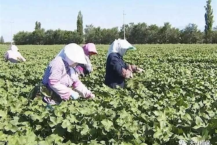 棉花打顶的原因是什么？