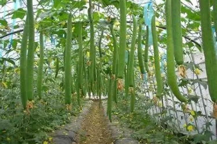 夏季丝瓜管理要点