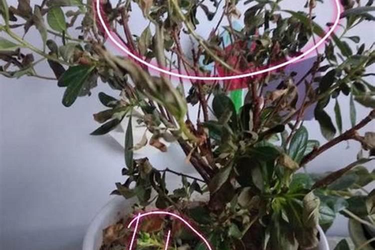 杜鹃干叶掉叶是什么原因？