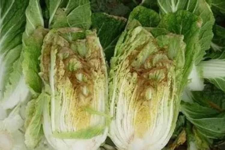 大白菜干烧心的原因？