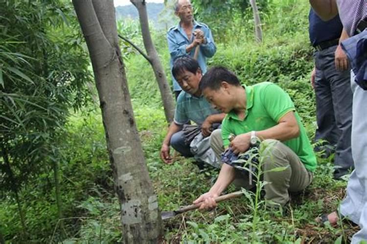 山核桃病虫害防治：守护绿色金矿
