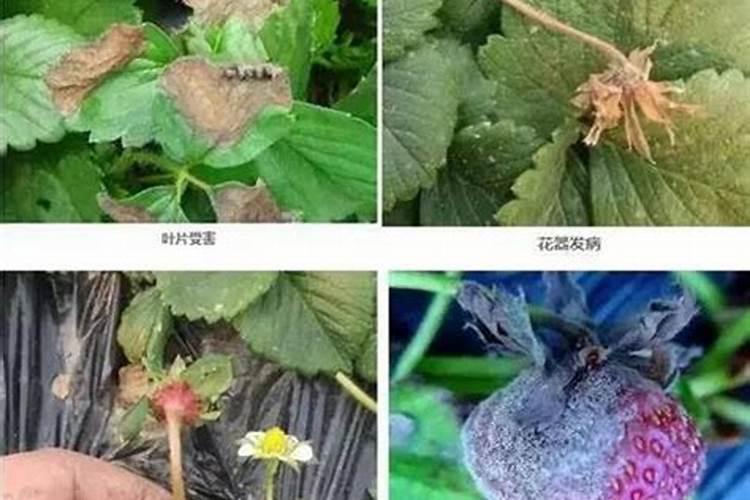 守护绿意盎然：嘧霉胺、腐霉利和菌核净在防治灰霉病中的关键作用