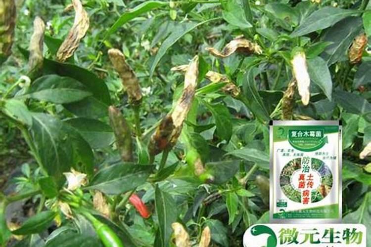 防治辣椒灰霉病菌核病特效药