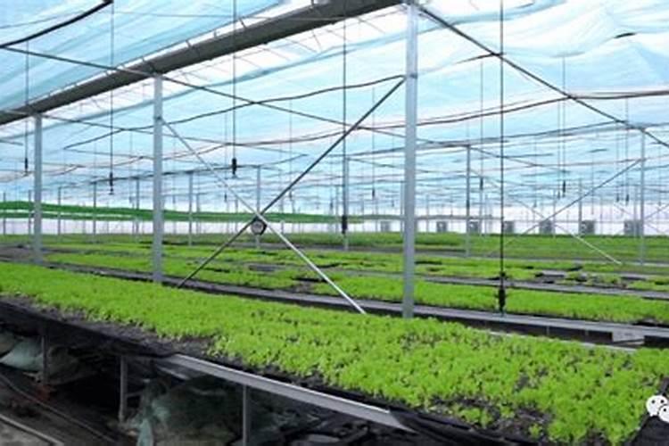 绿意盎然：大棚施肥防肥害的策略解析