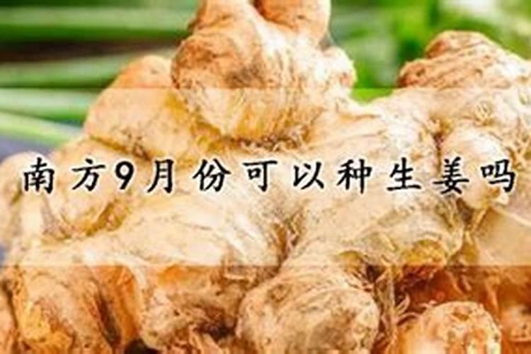 生姜在地里气温多少度会受害？