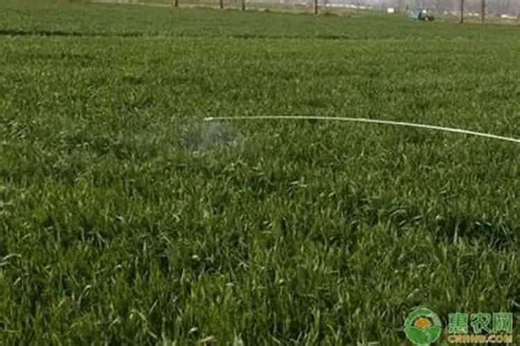 守护绿意盎然：探秘防治刺吸式害虫的生物农药